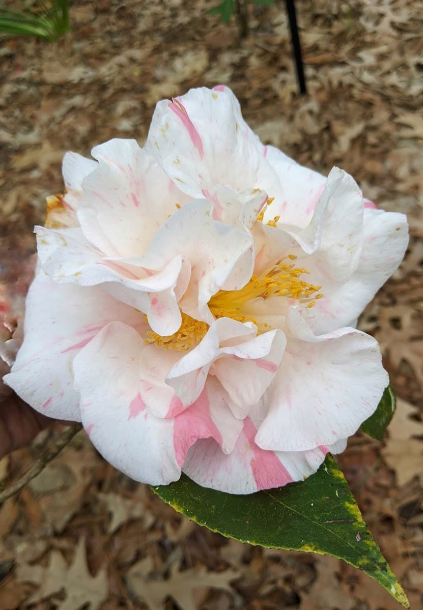 Camellia japonica 'Ben George'