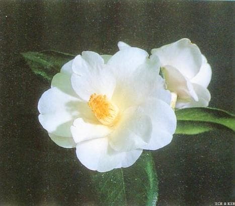 Silver Tower Variegated