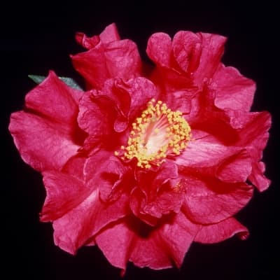 Camellia japonica 'Crimson Robe'