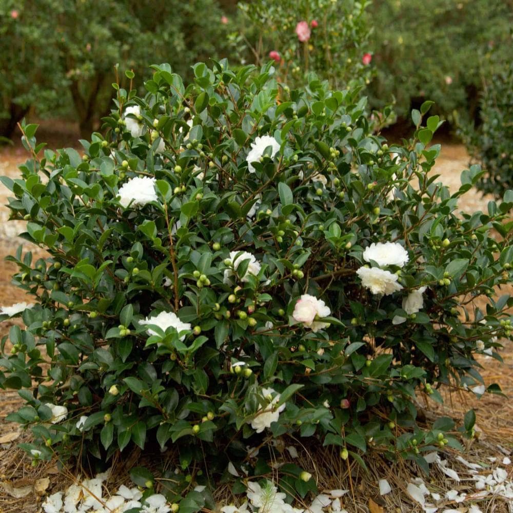 October Magic White Shi Shi Camellia