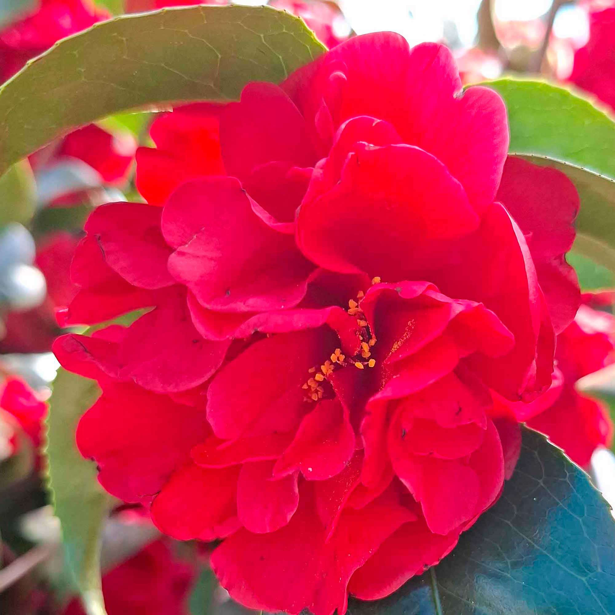 Camellia japonica 'Kirin-no-homare'