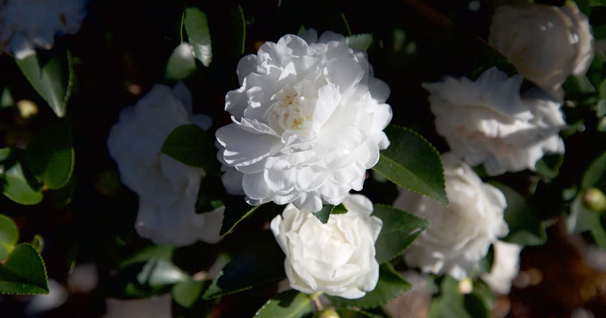 October Magic White Shi-Shi Camellia