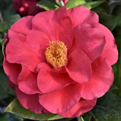 Camellia japonica 'Ace O' Hearts'