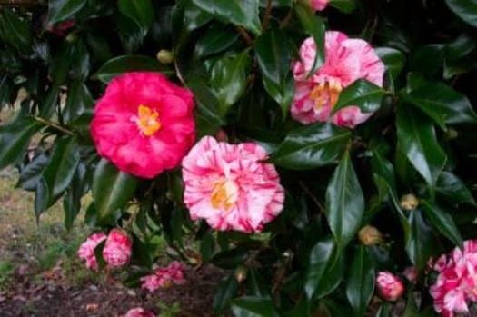 Camellia Japonica Tricolor