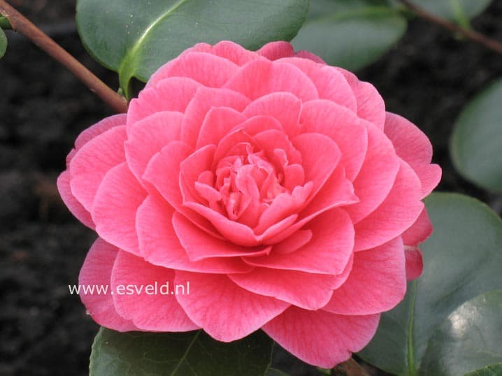 General George Patton