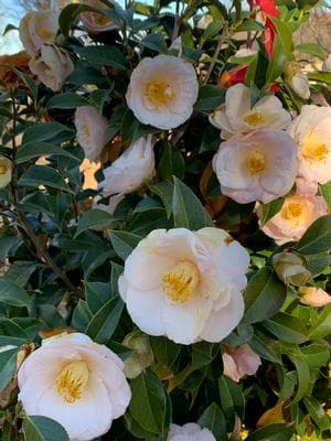 Camellia japonica 'April Blush'