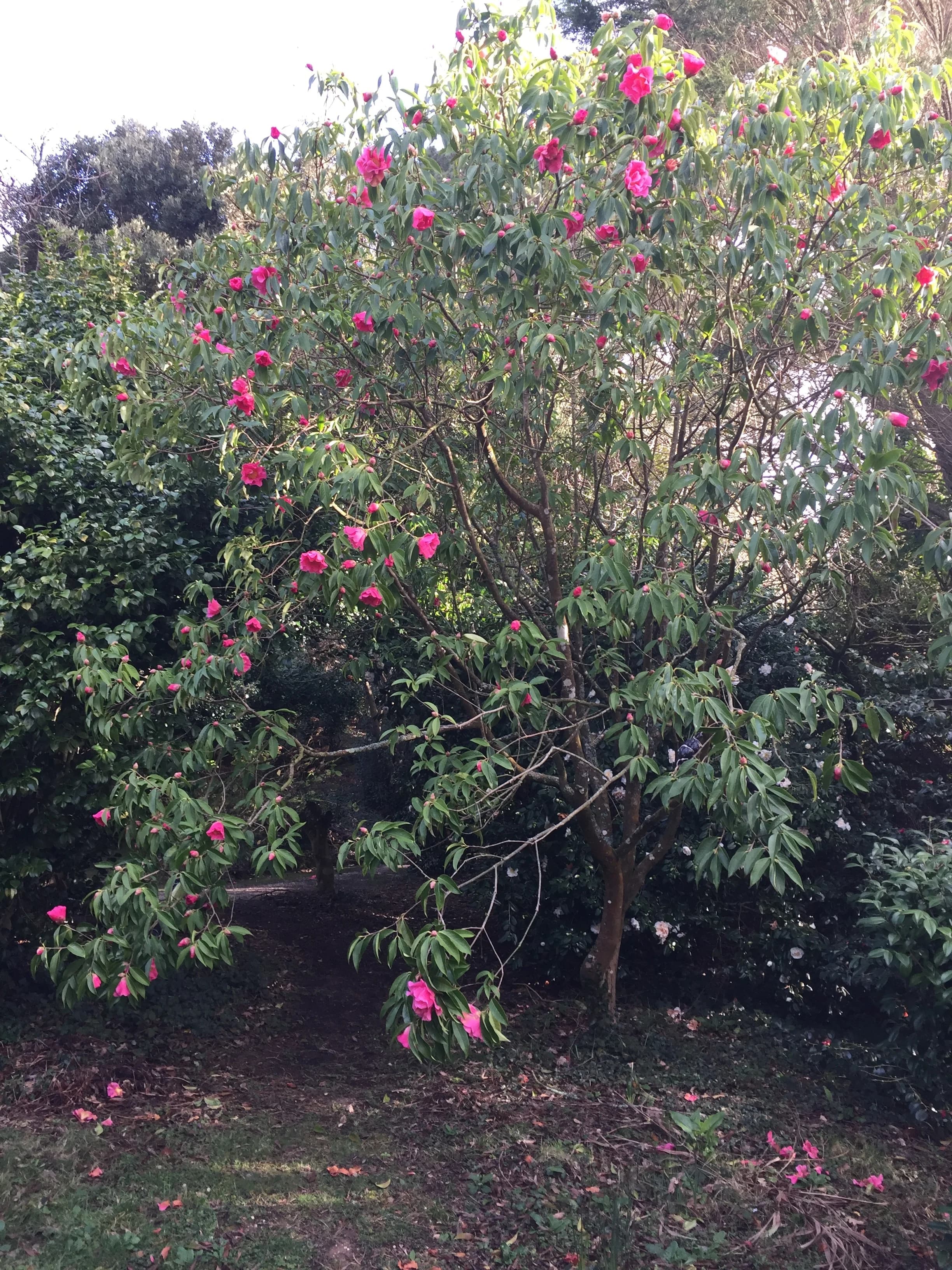 Camellia reticulata 'Buddha Supreme'