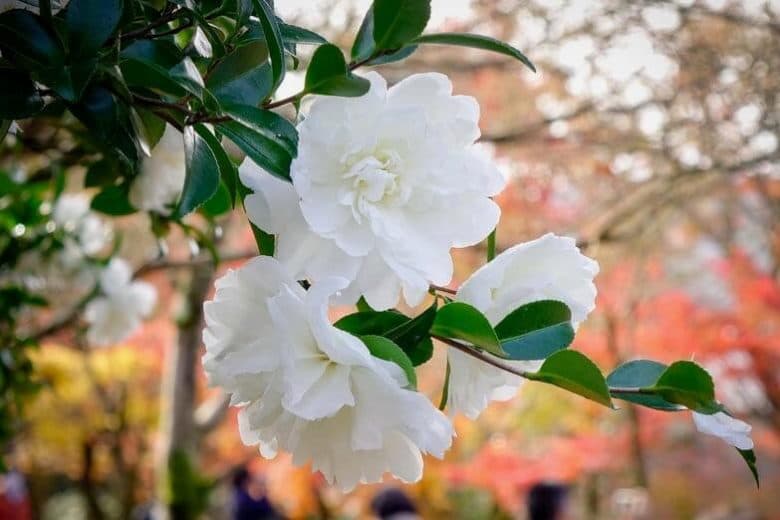 Camellia sasanqua 'Fuiri-tsukimi-guruma'