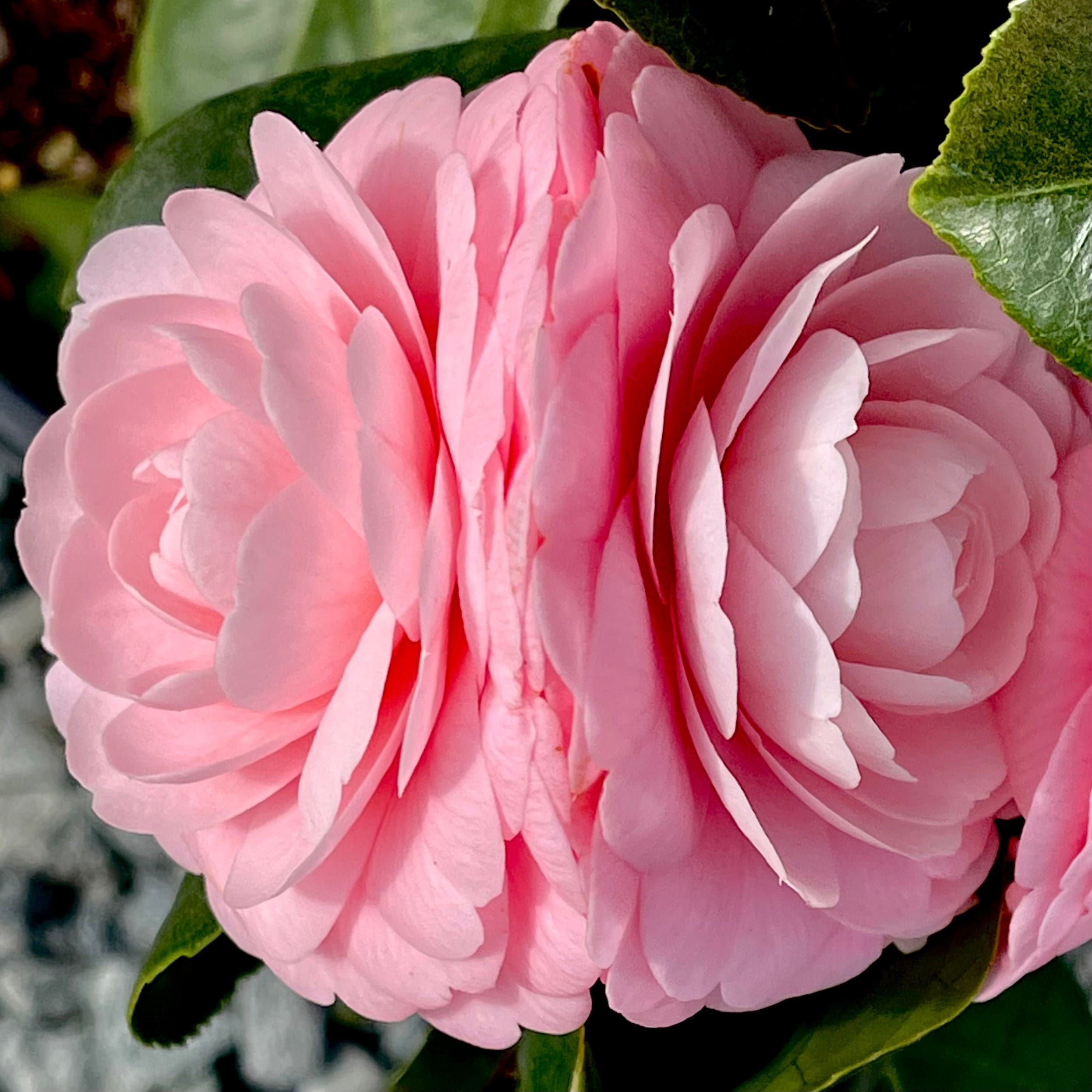 Camellia japonica 'Kelly Clarkson'