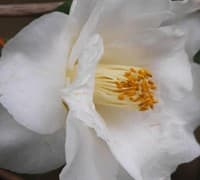 Emmett Barnes Supreme