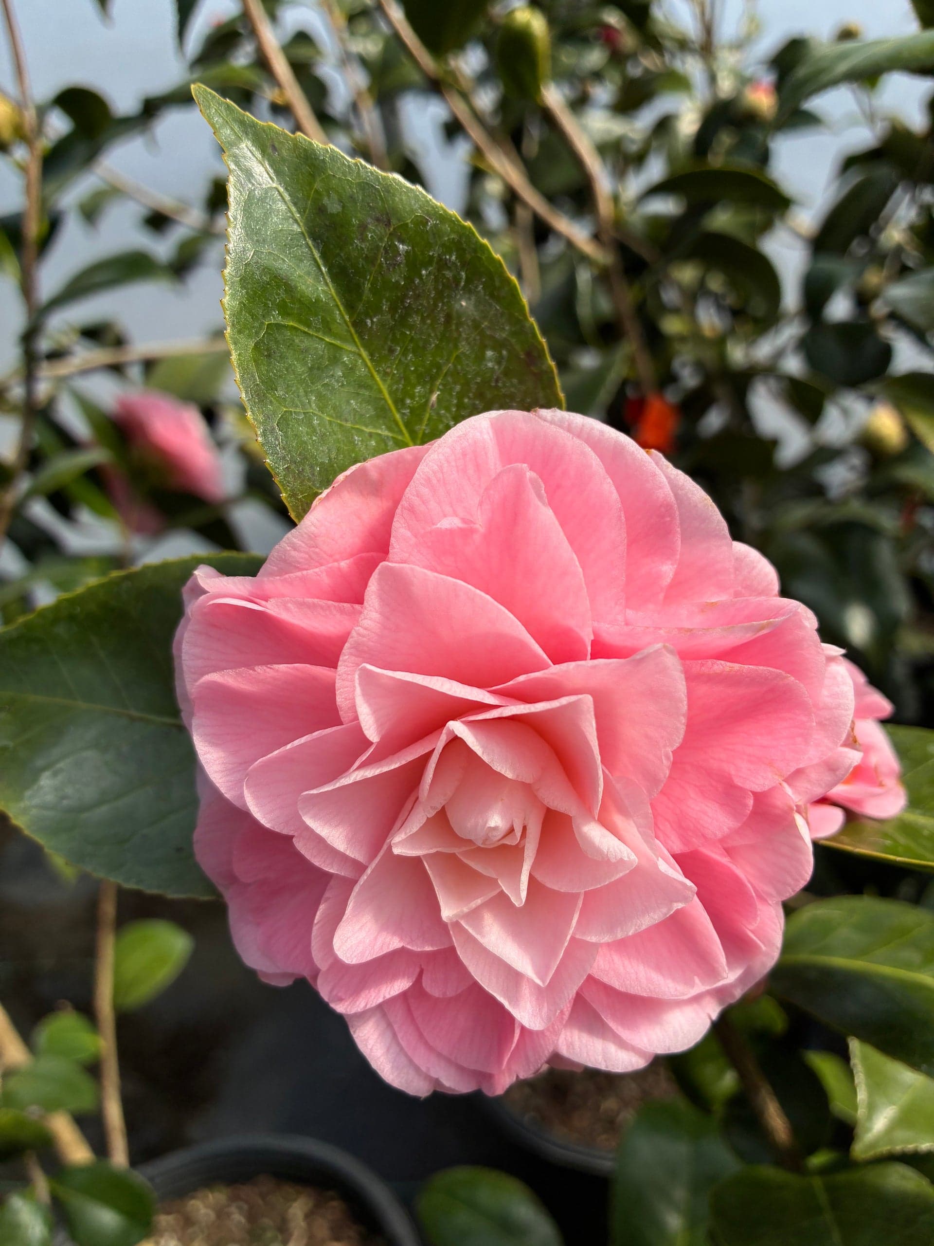 Camellia japonica 'Ella Mae'