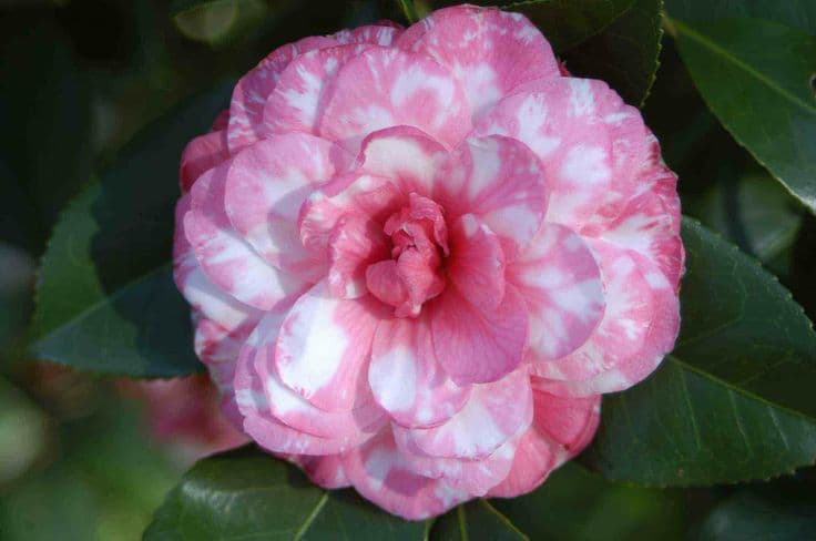 Camellia japonica 'Captain Martin's Favorite'