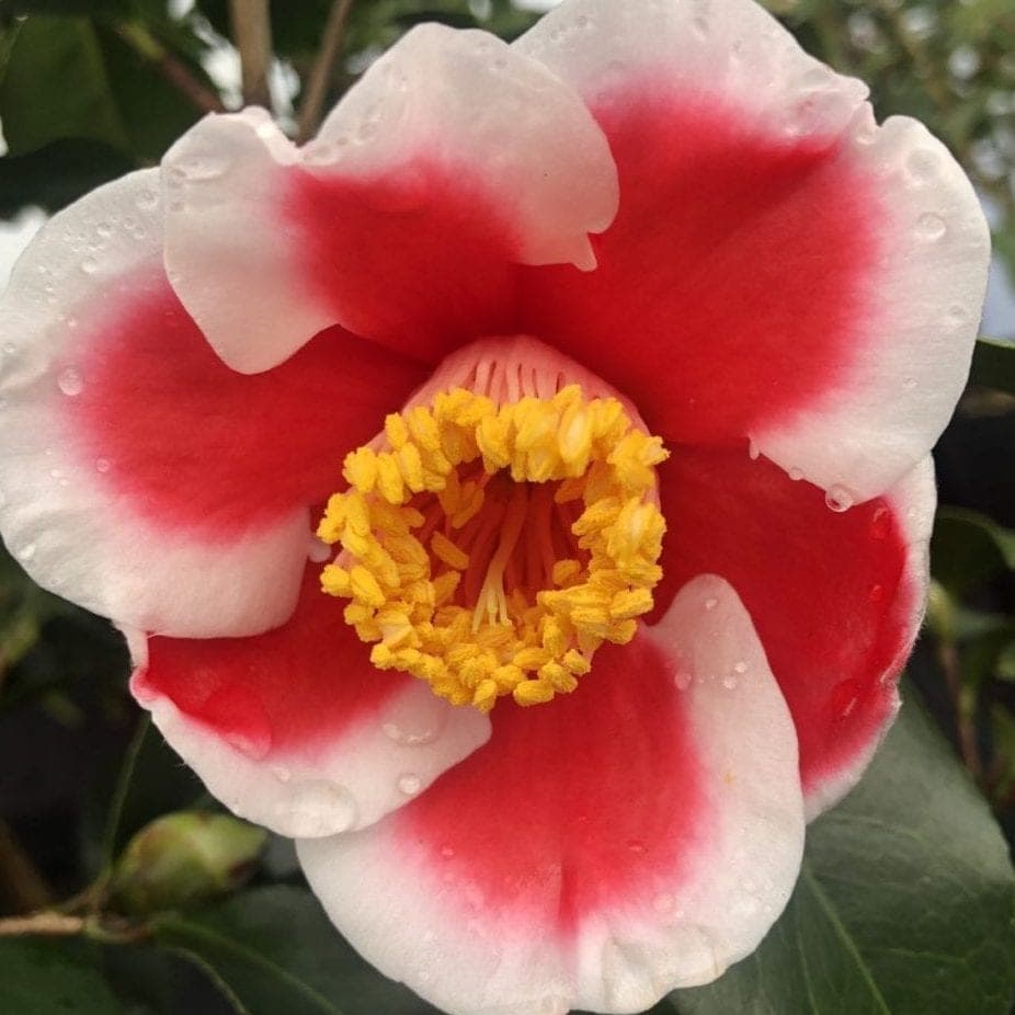 Tama Vino Variegated