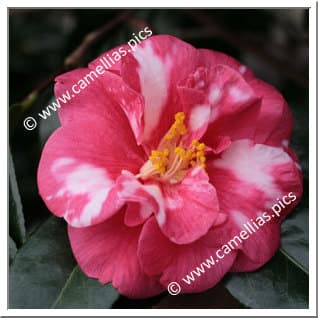 Camellia japonica 'Kramer's Supreme' variegated