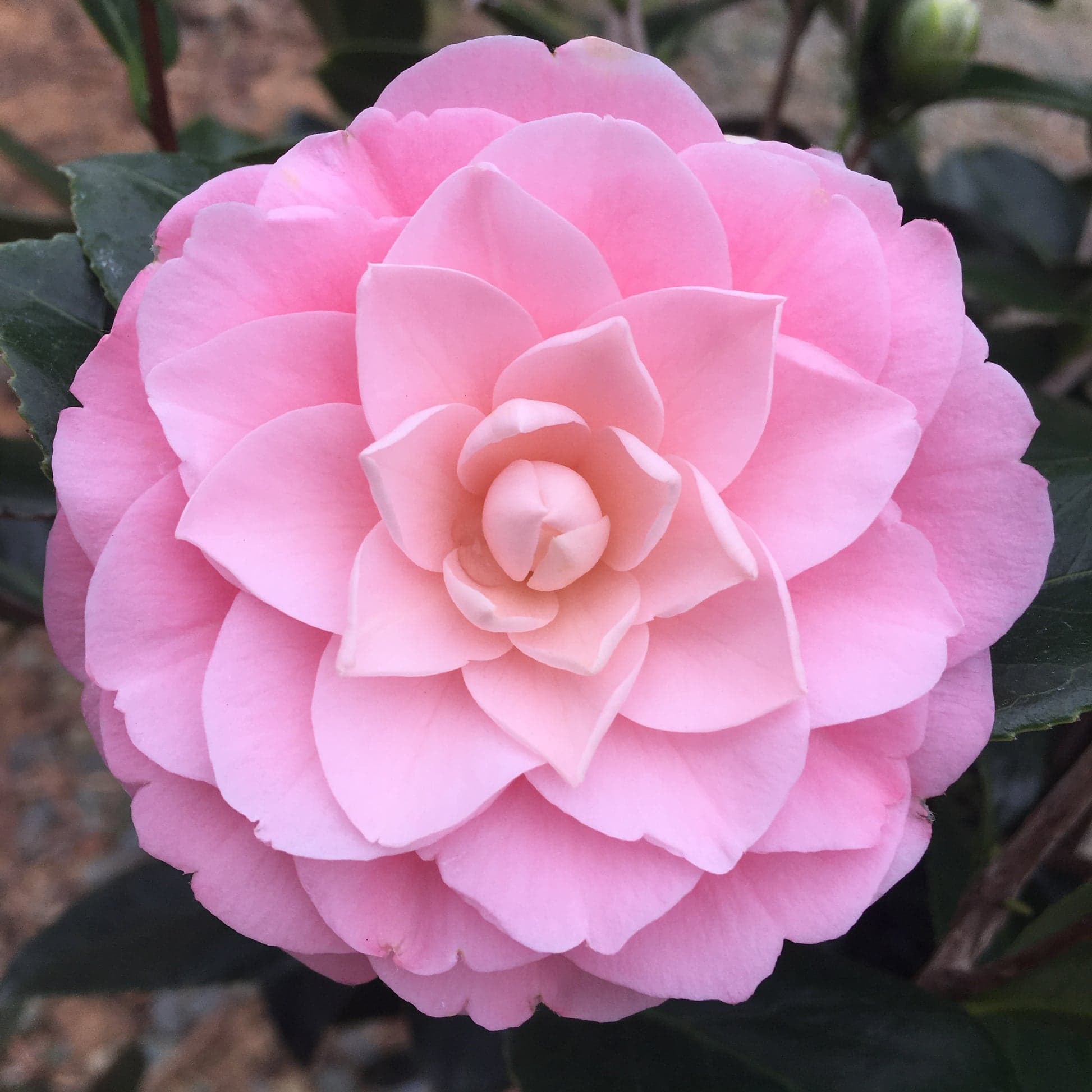 Camellia japonica 'Florence Daniels'