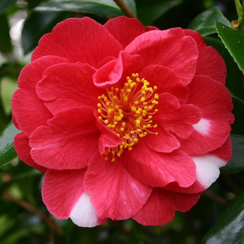 Camellia japonica 'Alexander Hunter'