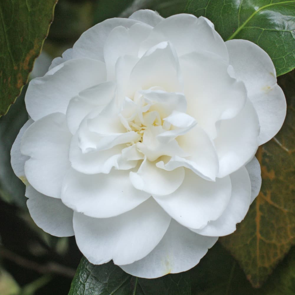 Camellia japonica 'Gauntlettii'