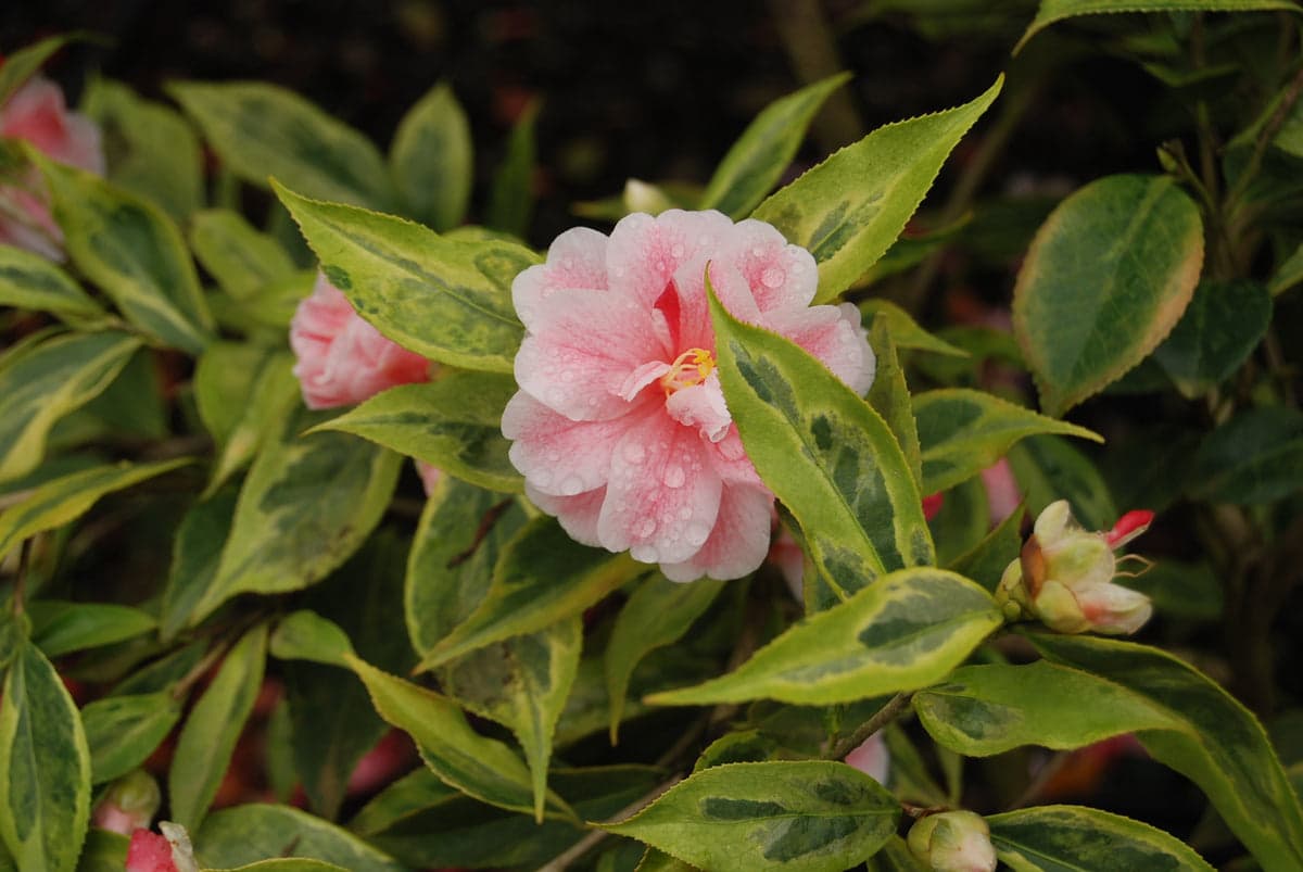Camellia japonica 'Fukurin-kocho'