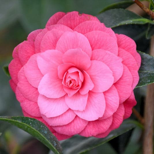 Camellia japonica 'April Rose'