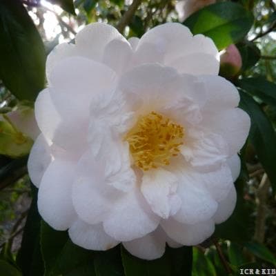 Camellia japonica 'Lena Jackson'