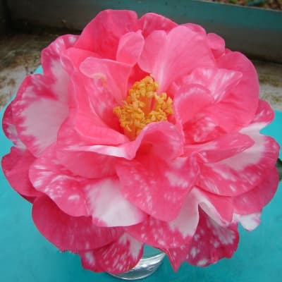Camellia japonica 'Jim Smelley'