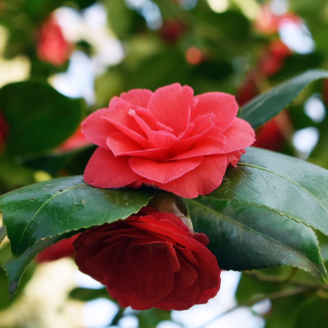 Flame Camellia