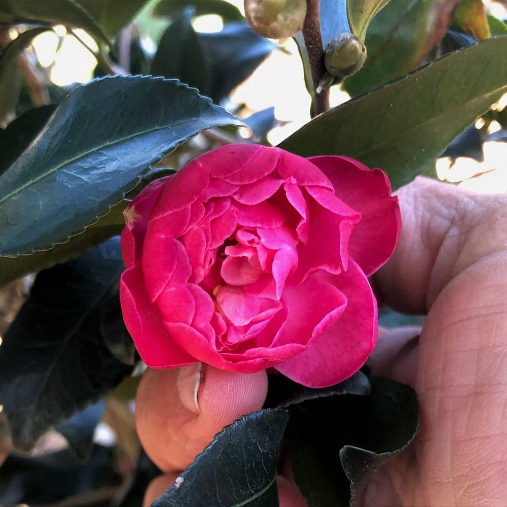 Camellia japonica 'Autumn Spirit'
