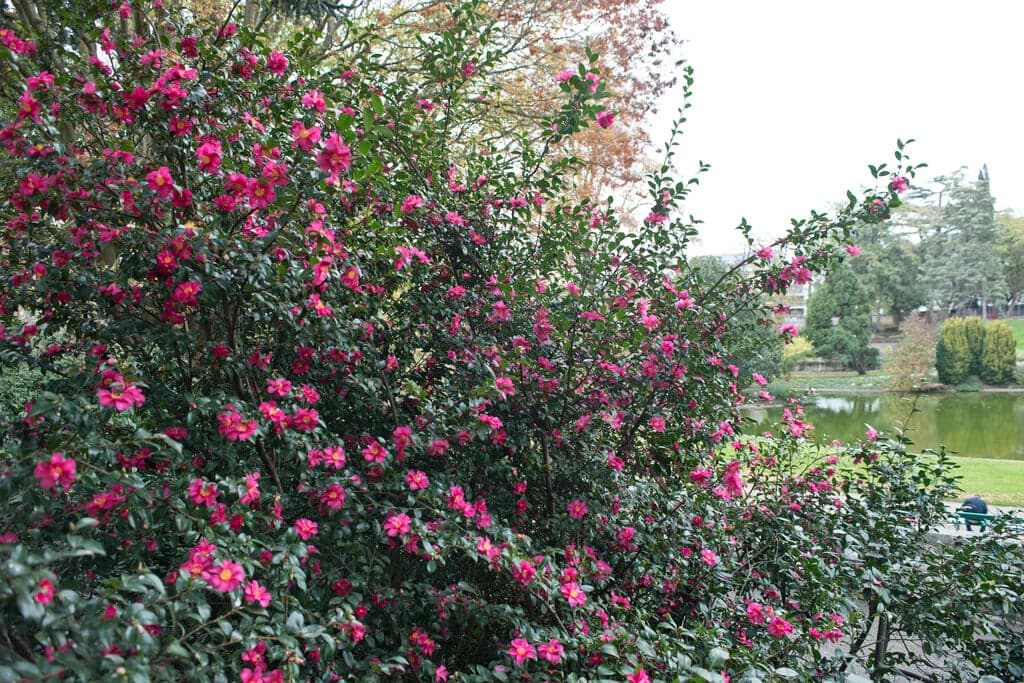 Camellia sasanqua 'Hiryu'