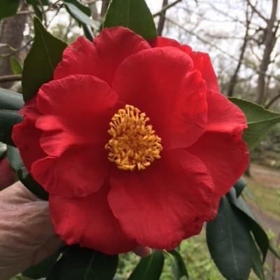 Camellia japonica 'Grand Prix'