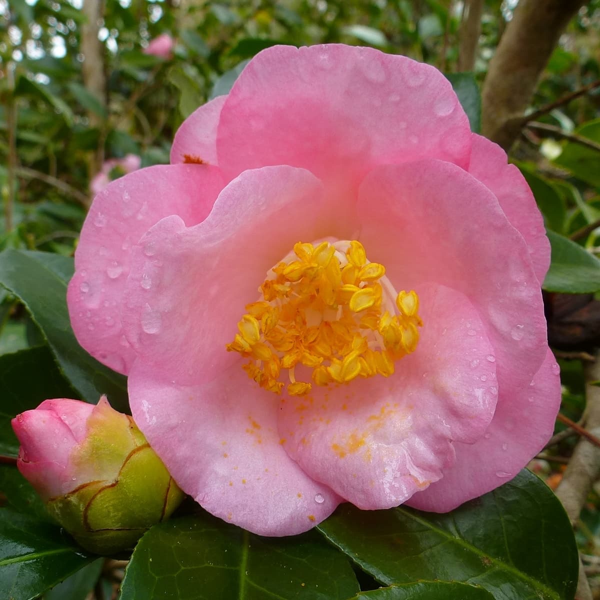 Bernice Boddy Variegated