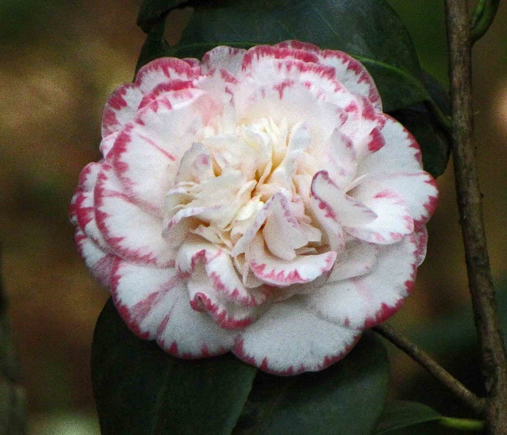 Margaret Davis