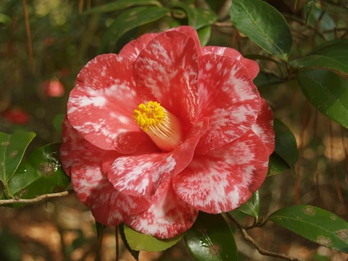 Variegated Donckelaeri