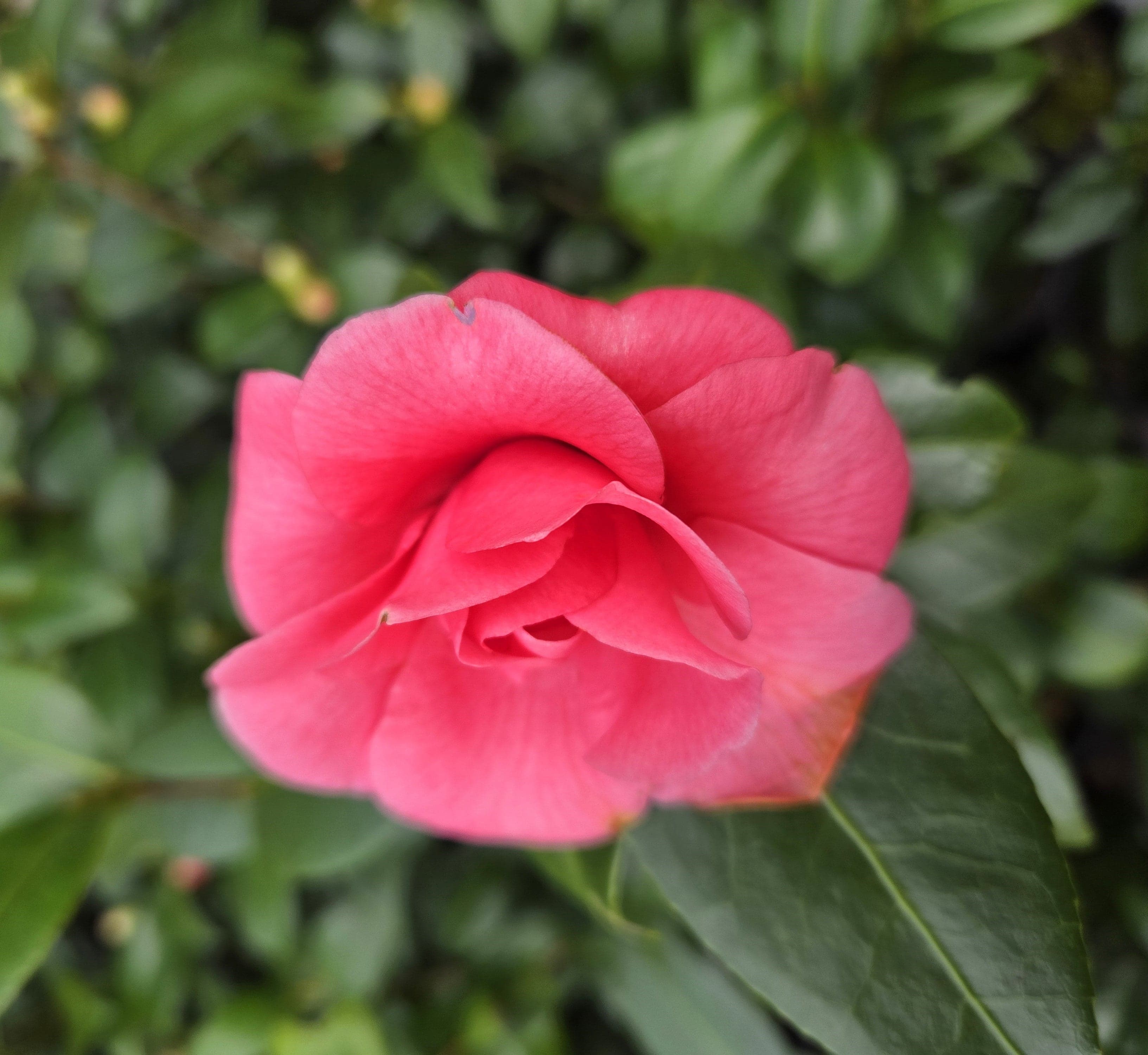 Camellia japonica 'Dawn Boy'