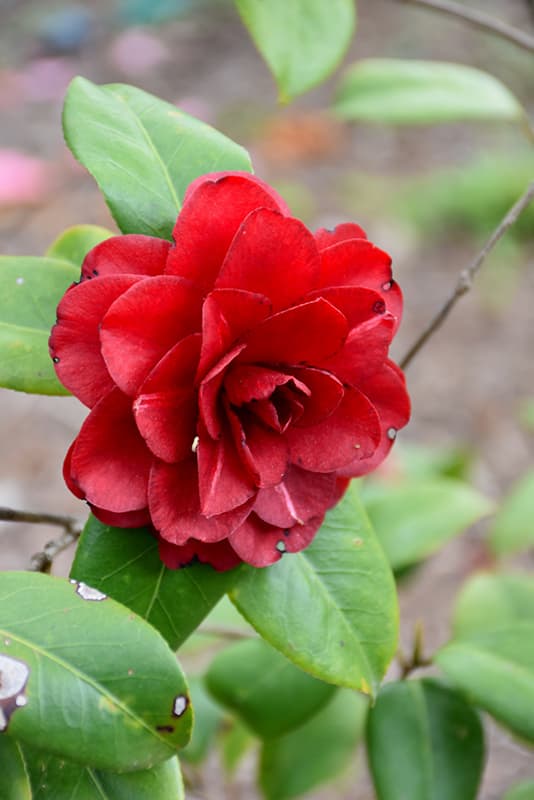 Tudor Baby Camellia