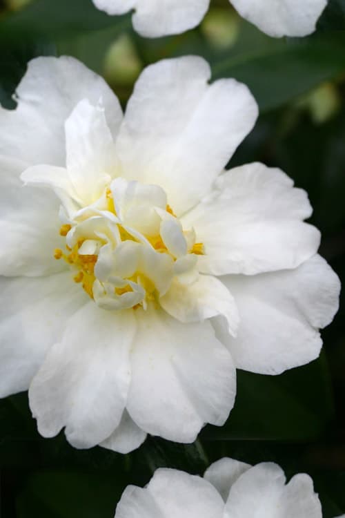 Polar Ice Camellia