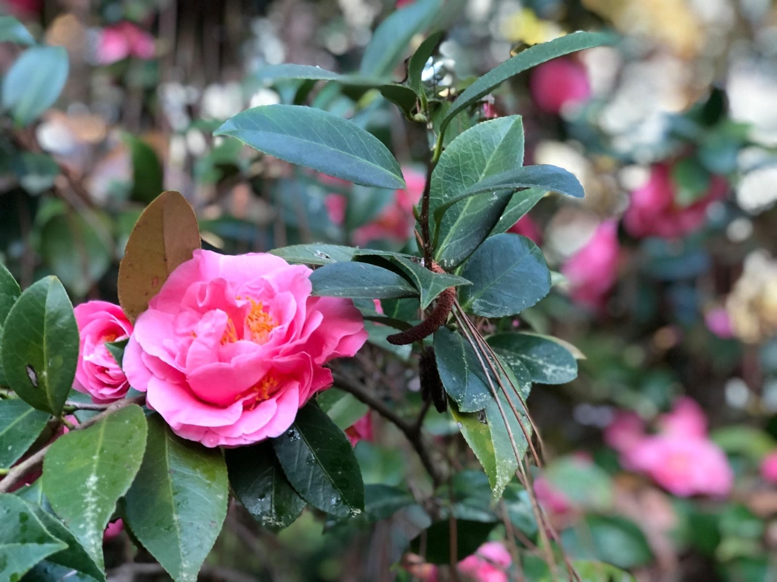 Camellia japonica 'Crown Jewel'