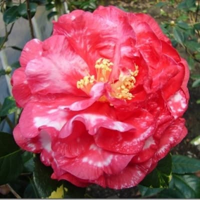 Camellia reticulata 'Dr. Clifford Parks Variegated'