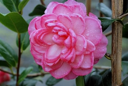 Camellia 'Dream Boat'