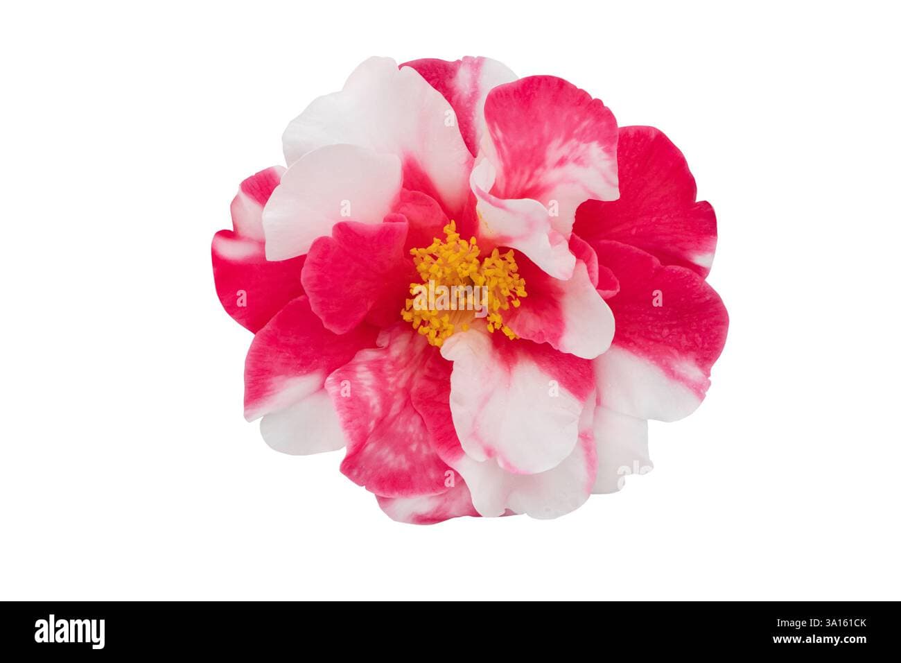 Ballet Queen Variegated