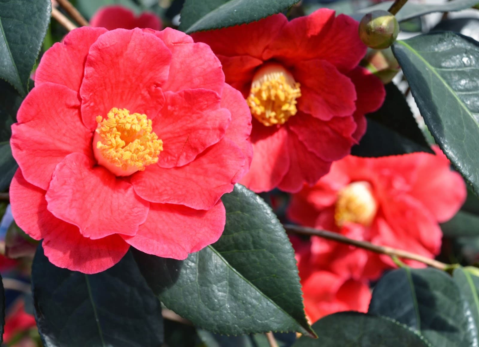 Camellia japonica 'Clarise Carlton'