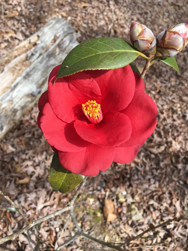 Royal Velvet