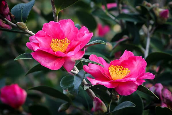 Kanjiro Nishiki Camellia