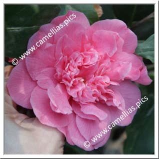 Camellia japonica 'Wildwood'
