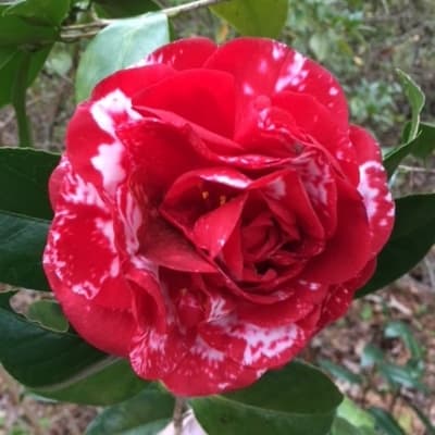 Camellia japonica 'Kramer's Supreme' variegated