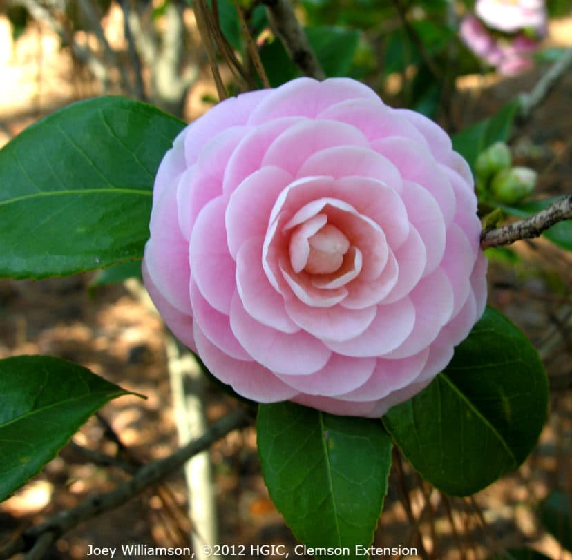 Camellia japonica 'Albatross'