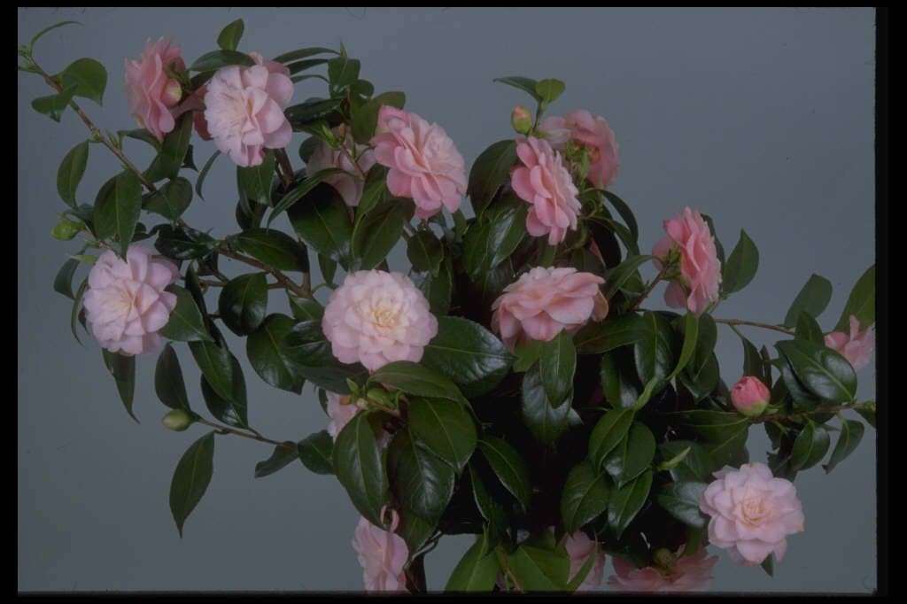 Camellia japonica 'Annie Wylam'