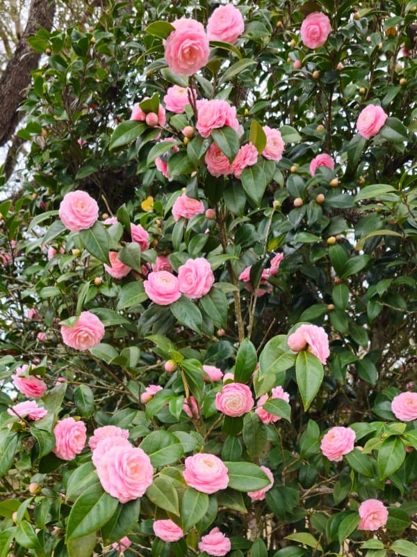 Otome Camellia