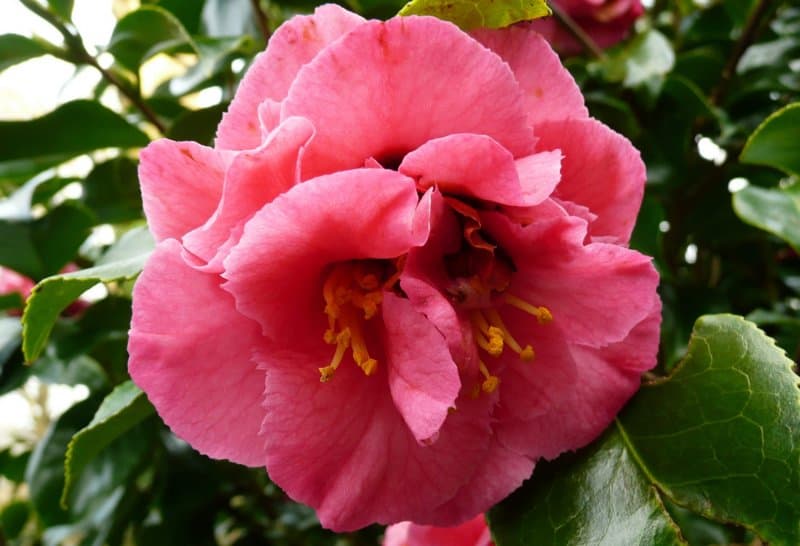 Camellia 'Odoratissima'