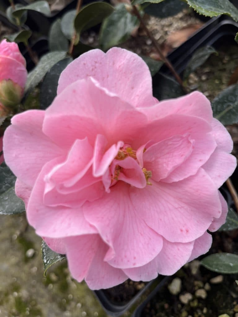 Camellia 'Brigadoon'