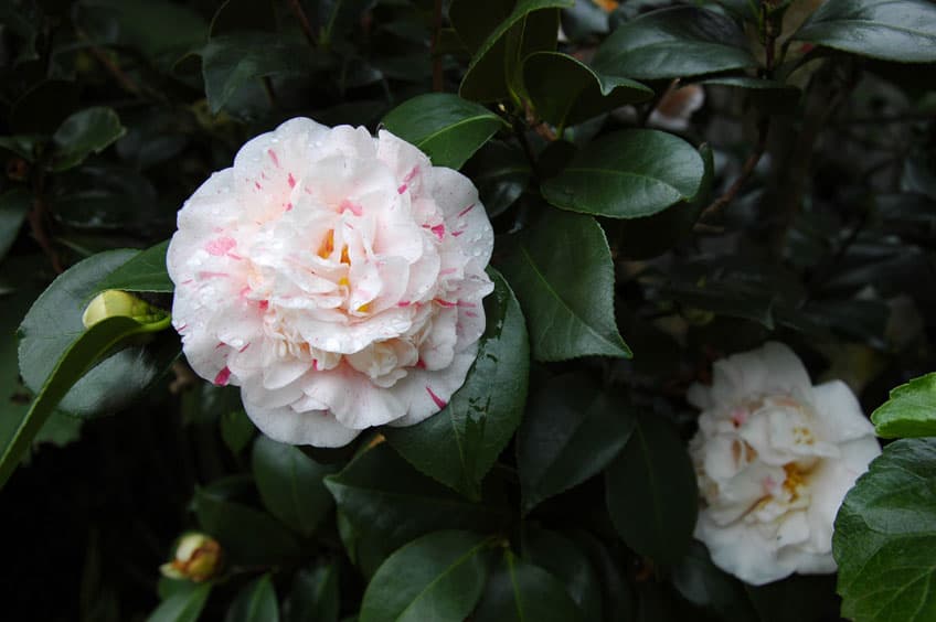 Camellia japonica 'Blanche Waterhouse'